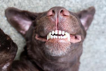 The Dreaded Dental