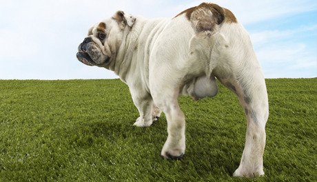 Dog Vasectomies vs Castrations