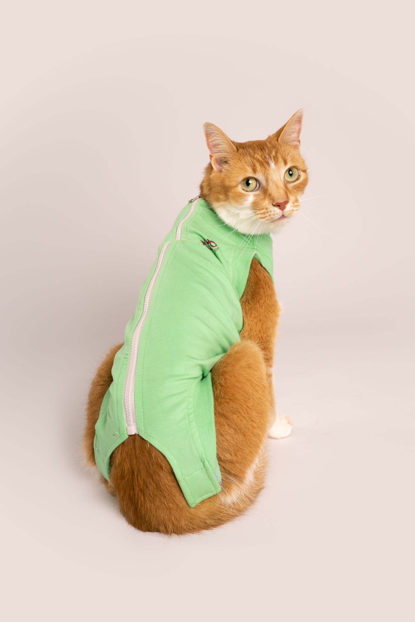 A cat wearing a recovery suit showing the back