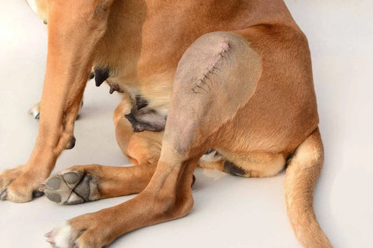 The Ultimate Guide to Cruciate Repair Surgery in Dogs