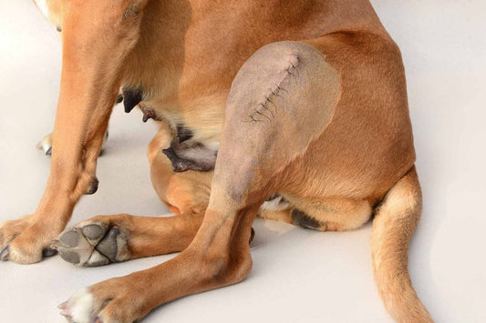 The Ultimate Guide to Cruciate Repair Surgery in Dogs