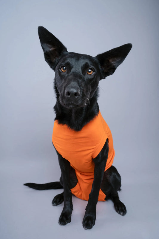 Dog Recovery Suit
