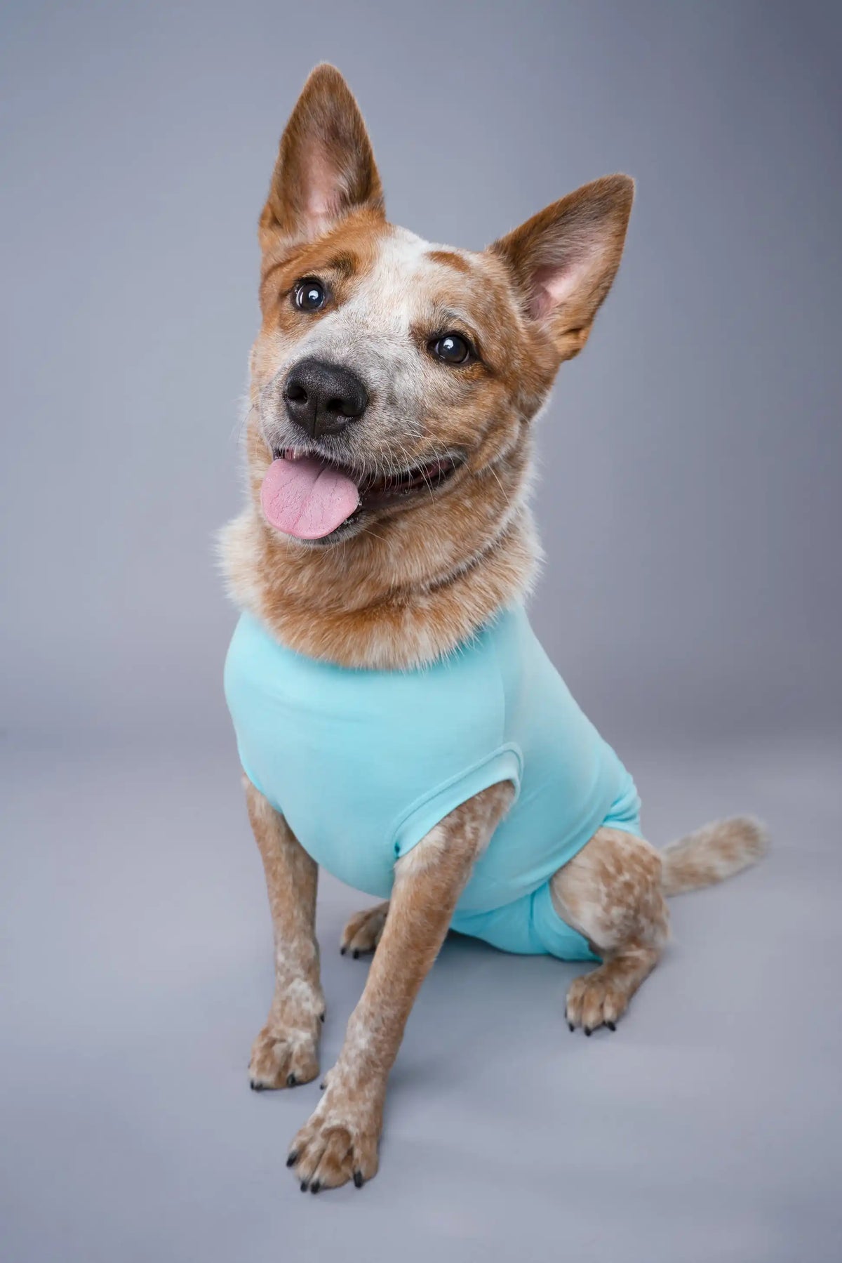 Dog Recovery Suit