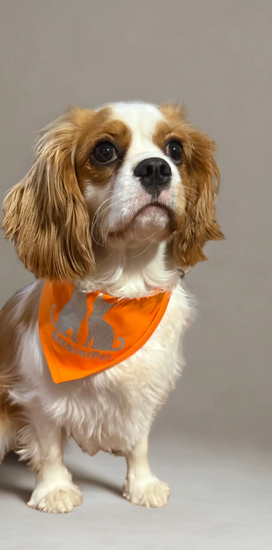 Dog Bandana