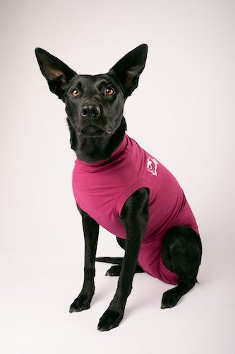 Dog Recovery Suit